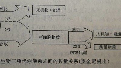 活性污泥代謝活動(dòng)數量關(guān)系